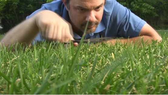 A man inspecting his lawn closely, highlighting the need for precise care that an electric lawn mower can provide.